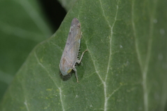 Synophropsis lauri