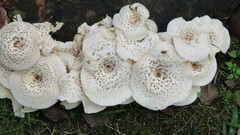 Lentinus substrictus