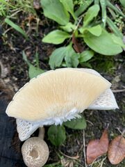 Lentinus substrictus