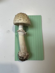 Amanita