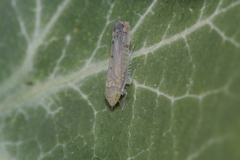 Synophropsis lauri