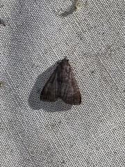 Bleptina caradrinalis