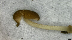Pluteus podospileus