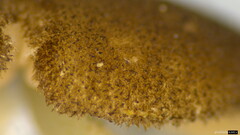 Pluteus podospileus