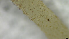 Pluteus podospileus
