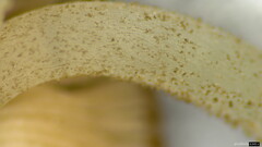 Pluteus podospileus