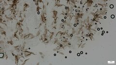 Pluteus podospileus