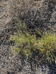 Distichlis spicata