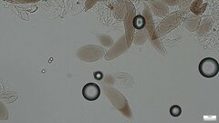 Pluteus podospileus
