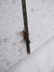 Staphylinus dimidiaticornis