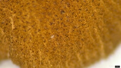 Pluteus podospileus