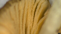 Pluteus podospileus