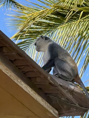 Cercopithecus mitis albogularis