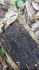 Trichoderma