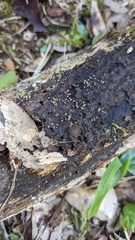 Trichoderma