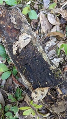 Trichoderma