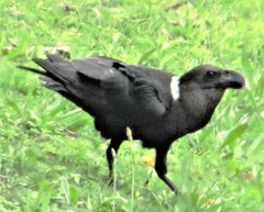 Corvus albicollis