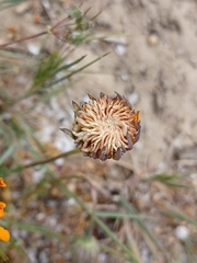 Calenduleae