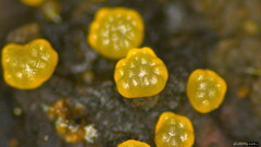 Trichoderma