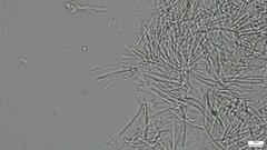 Trichoderma
