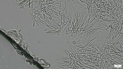 Trichoderma