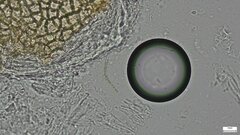 Trichoderma