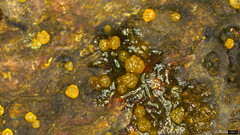 Trichoderma