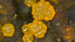 Trichoderma