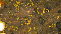 Trichoderma