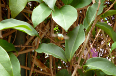Euglossa