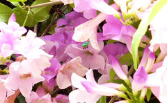 Euglossa