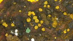 Trichoderma