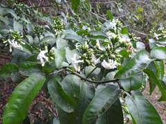 Tabernaemontana ventricosa