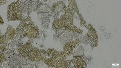 Trichoderma