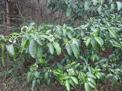 Tabernaemontana ventricosa