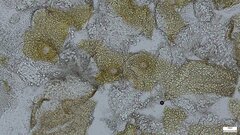 Trichoderma