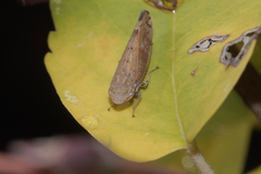 Synophropsis lauri
