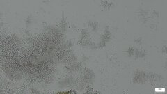 Trichoderma