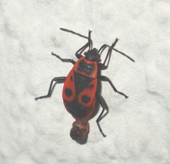 Pyrrhocoris apterus