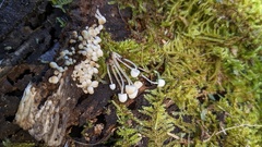 Coprinellus