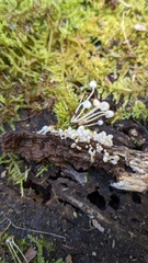 Coprinellus