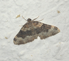Epirrhoe galiata
