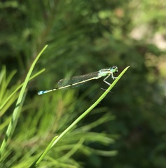 Ischnura pumilio