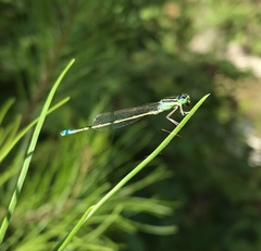 Ischnura pumilio