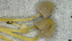 Coprinellus