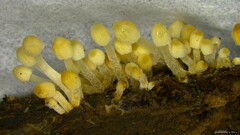 Coprinellus