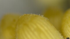 Coprinellus