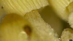 Coprinellus