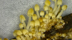 Coprinellus