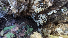 Coprinellus